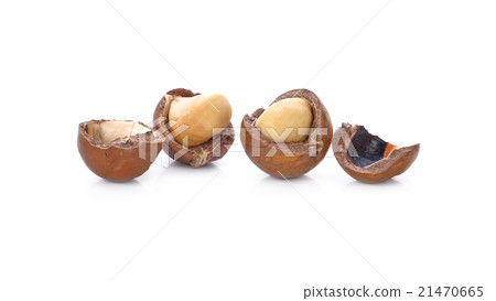 macadamia nuts on white background 21470665