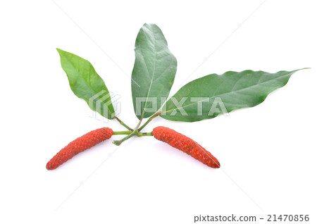Long pepper or Piper longum on white background Long pepper or Piper longum on white background 21470856