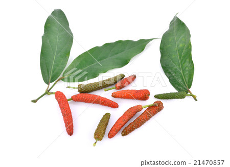 Long pepper or Piper longum on white background 21470857