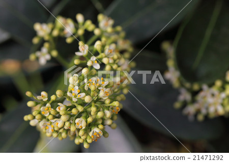 Flower of Miyamashikimi 21471292