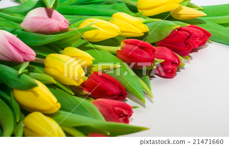 tulips on a white background tulips on a white background 21471660