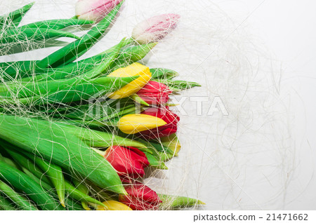 tulips on a white background tulips on a white background 21471662