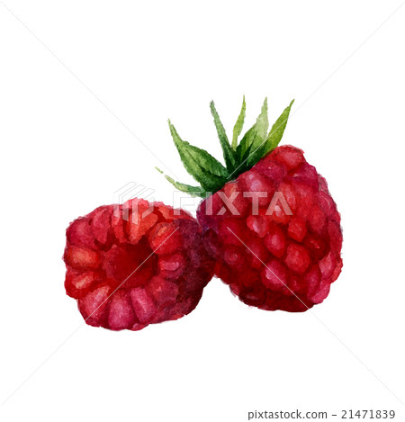 Watercolor raspberry isolated - Stock Illustration [21471839] - PIXTA