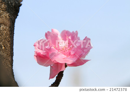 Spring flowers Peach blossoms Peach pink spring flowers Spring flowers Peach blossoms Peach pink spring flowers 21472378