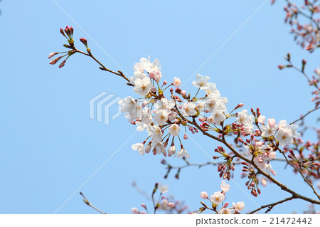 春天盛開的宣言櫻花盛開的春天的花朵春天到來粉紅色的日本花 21472442