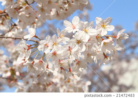 Spring blooming declaration cherry blossoms blooming spring flowers spring arrival pink Japanese flowers 21472483