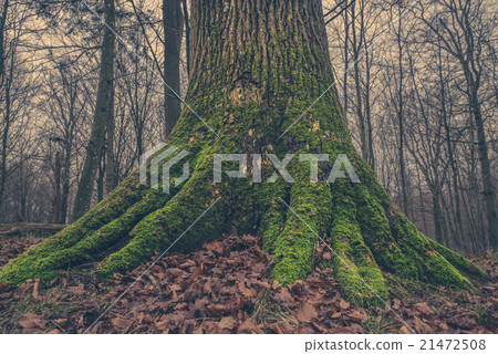 Tree trunk with moss in the forest Tree trunk with moss in the forest 21472508