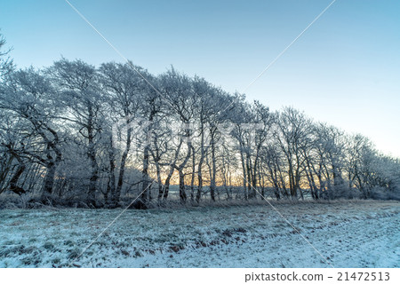 Trees on a frosty morning Trees on a frosty morning 21472513