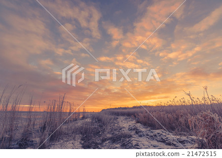 Frozen grass at the sea shore Frozen grass at the sea shore 21472515