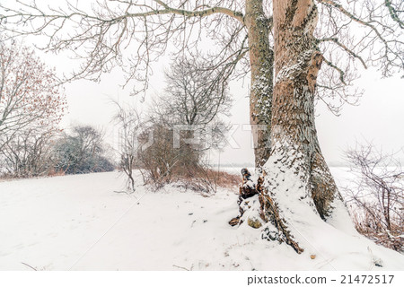 Big tree by a road in the snow Big tree by a road in the snow 21472517