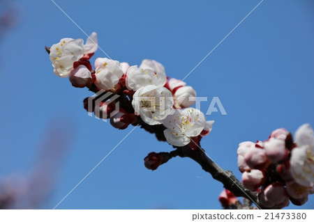 Anzu flower 21473380