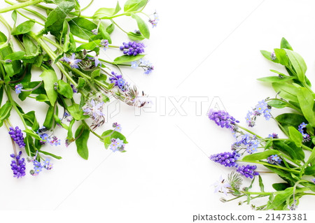 Pretty early spring pretty florets Pretty early spring pretty florets 21473381