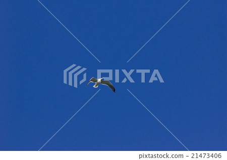 藍天和海鷗 21473406