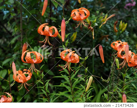Lilium lancifolium 21473426