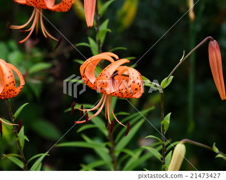 Lilium lancifolium 21473427