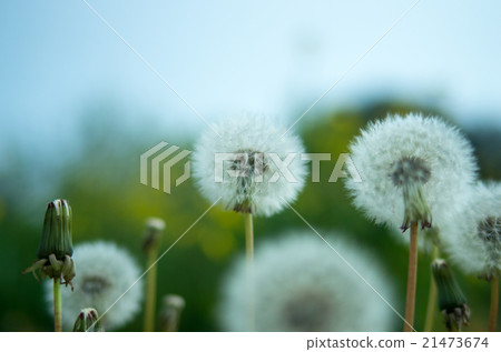 Dandelion's fluff 21473674
