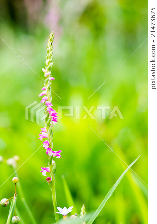 Screw banner (Tsukasa) 21473675