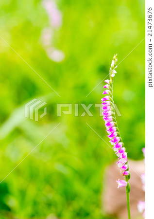 Screw banner (Tsukasa) 21473676