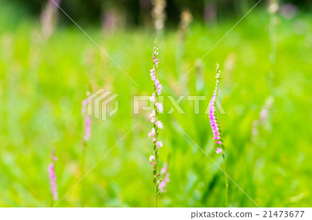 螺絲橫幅（Tsukasa） 21473677