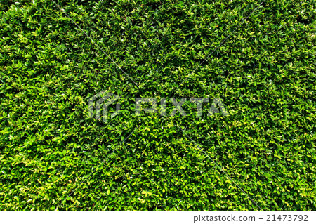 Green leaves wall background Green leaves wall background 21473792