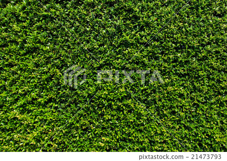 Green leaves wall background Green leaves wall background 21473793