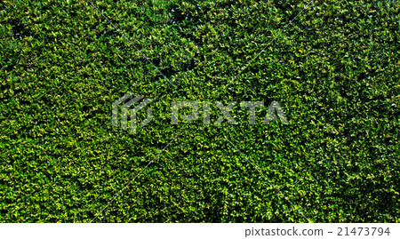 Green leaves wall background Green leaves wall background 21473794