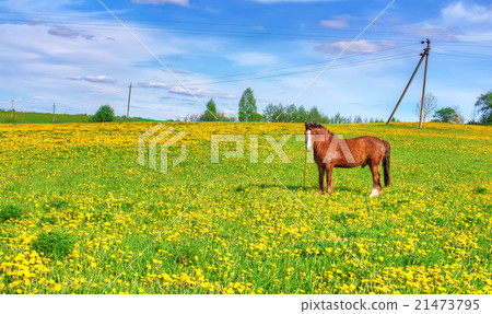 One horse grazes on meadow One horse grazes on meadow 21473795
