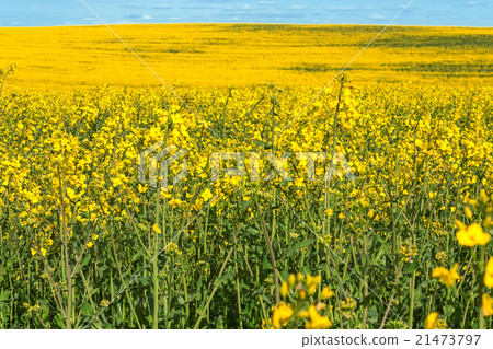Yellow flowering rapeseed field landscape Yellow flowering rapeseed field landscape 21473797