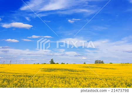 Blooming field and beautiful sky Blooming field and beautiful sky 21473798