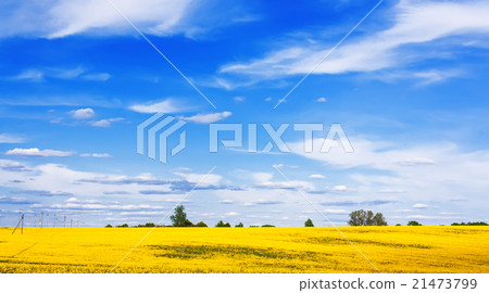 Blooming canola field Blooming canola field 21473799