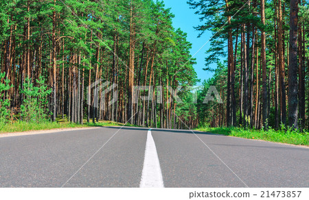 The road in a pine forest 21473857