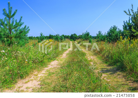 Rural road through the meadow 21473858