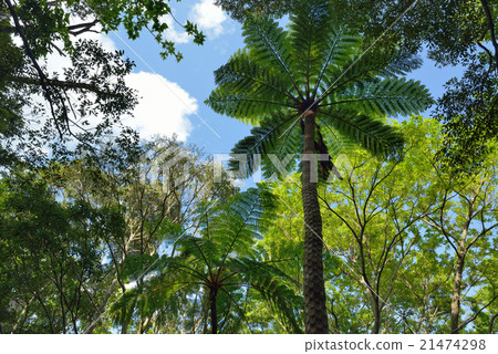 Amagi Oshima Kimigomehara's forest lizard stick Amagi Oshima Kimigomehara's forest lizard stick 21474298