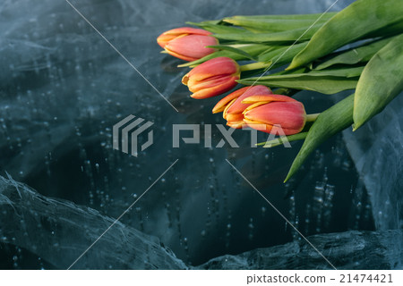 Tulips on Ice. Tulips on Ice. 21474421