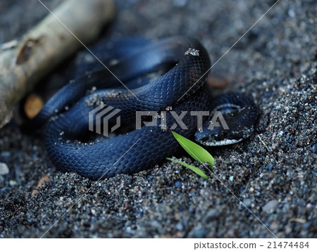 Grass snake Elaphe quadrivirgata Grass snake Elaphe quadrivirgata 21474484