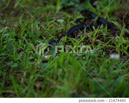 Grass snake Elaphe quadrivirgata Grass snake Elaphe quadrivirgata 21474485