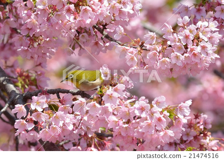 Sakura and mezzo 21474516