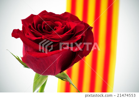 red rose and Catalan flag for Saint Georges Day 21474553