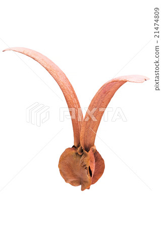 Dipterocarpus alatus Roxb on white background Dipterocarpus alatus Roxb on white background 21474809