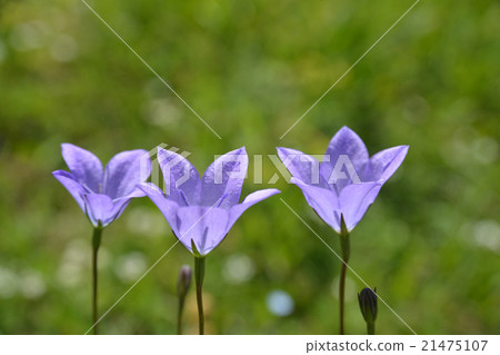 bellflowers bellflowers 21475107