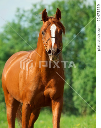 portrait of chestnut arabian horse in motion 21475839