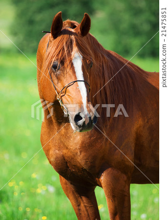portrait of chestnut beautiful horse 21475851