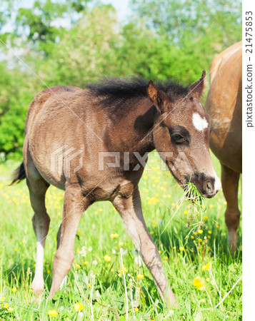 little foal of welsh pony in the grassland little foal of welsh pony in the grassland 21475853