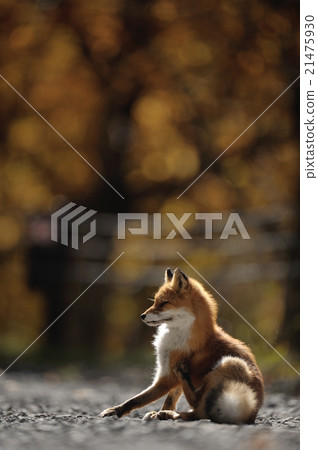 KITA Fox有秋葉背景 21475930