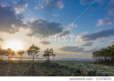 Miyakojima Munn Grove Miyakojima Munn Grove 21476070
