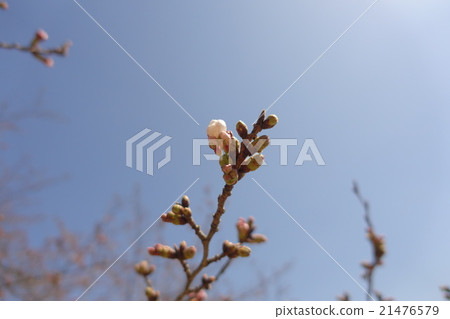 Cherry buds 21476579