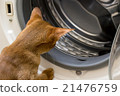 Red cat looking inside washing machine 21476759