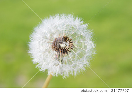 蒲公英的絨毛 蒲公英的絨毛 21477797