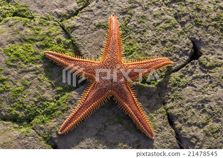 Red starfish on the beach. Red starfish on the beach. 21478545