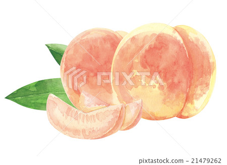 Peach watercolor painting 21479262